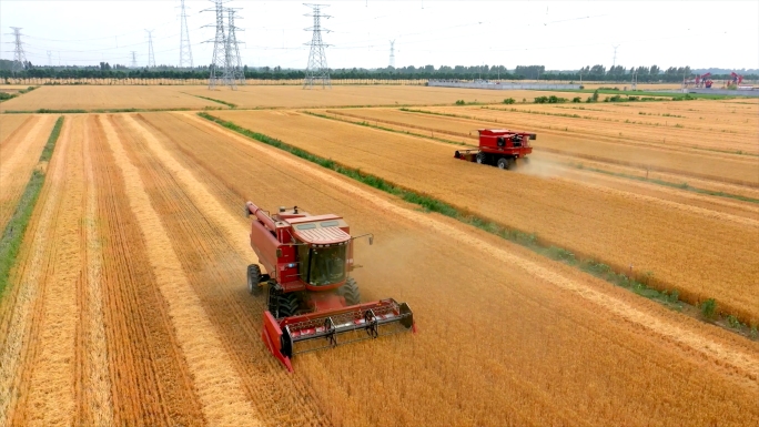 农业种植小麦收割金色麦田