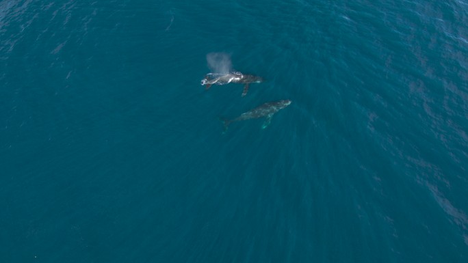 座头鲸群在海洋中一起巡航