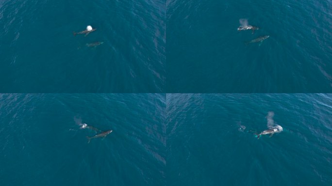 座头鲸群在海洋中一起巡航