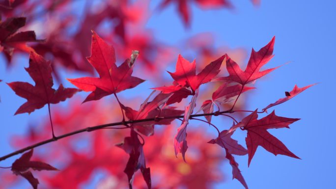 秋景红叶空镜