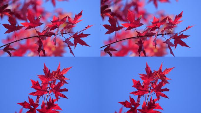 秋景红叶空镜