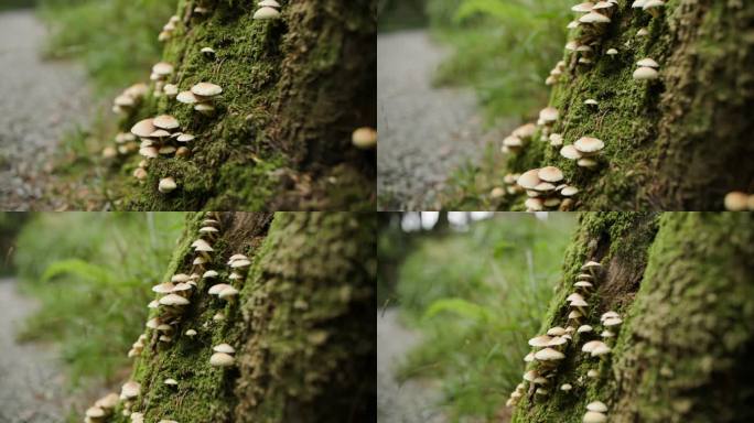森林中苔藓树上的蘑菇