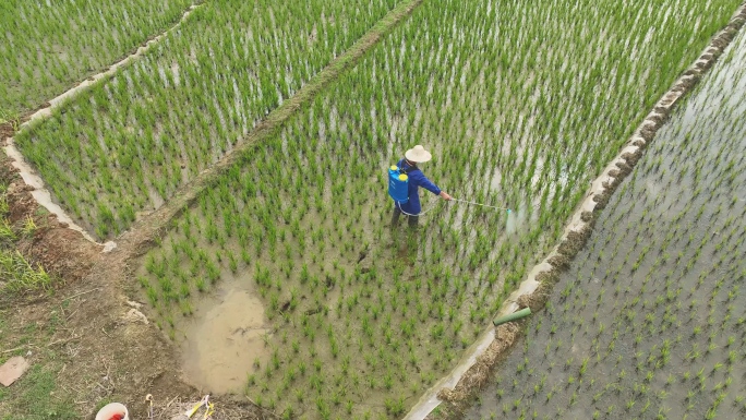 农民抗旱抽水灌溉种田打药喷药