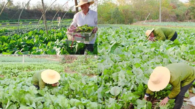 红菜苔产地