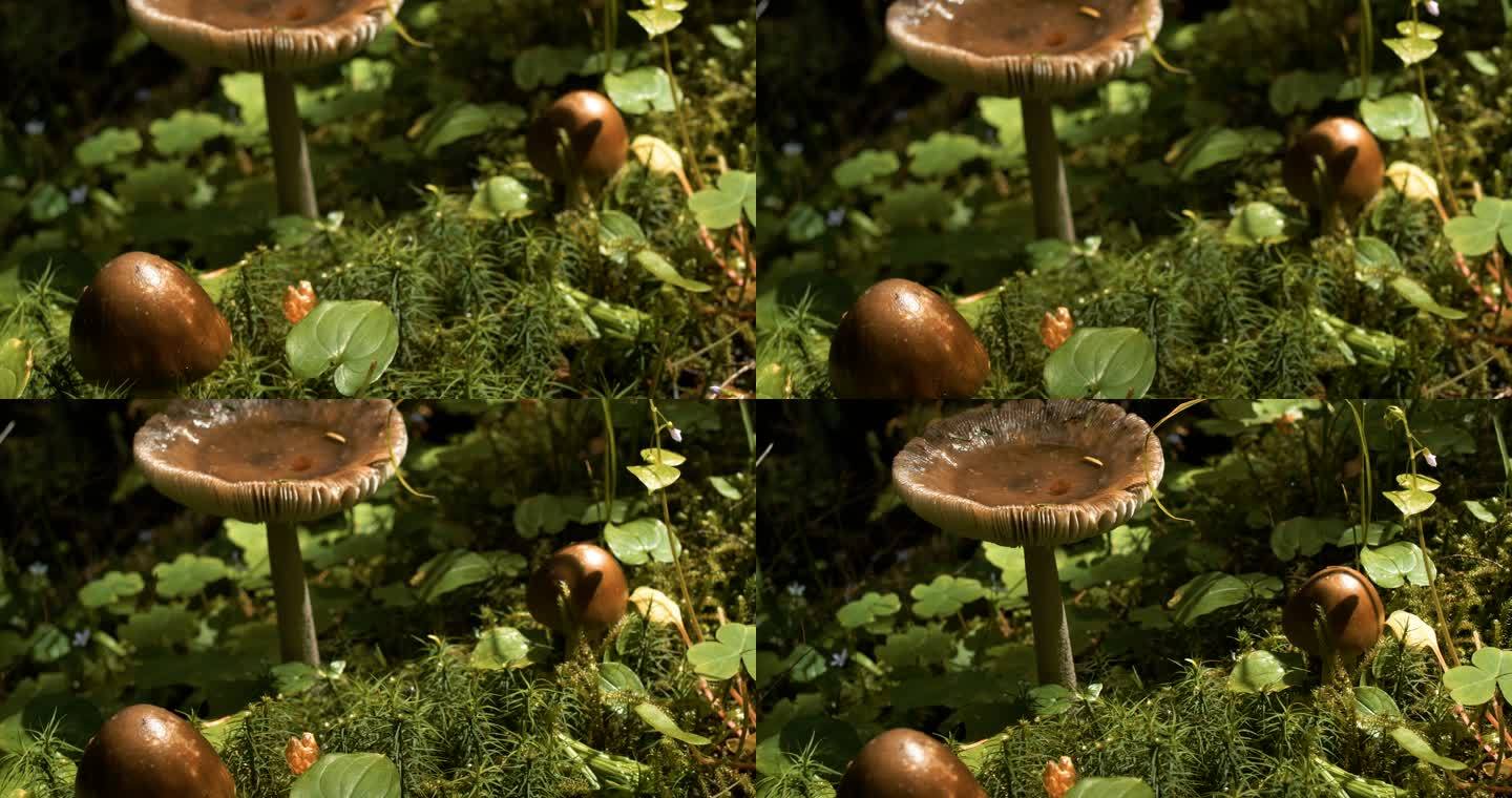 森林地板上的蘑菇菌菇野外阳光