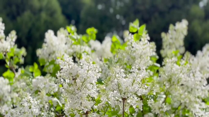 美丽多姿、丁香花、花视频素材 04