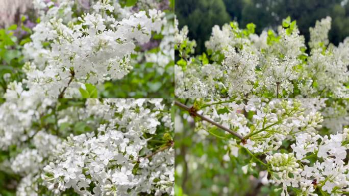 美丽多姿、丁香花、花视频素材 04