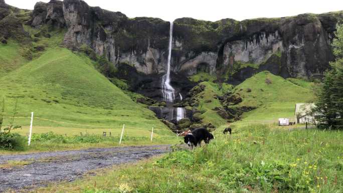 边境牧羊犬与冰岛马和瀑布一起接球冰岛