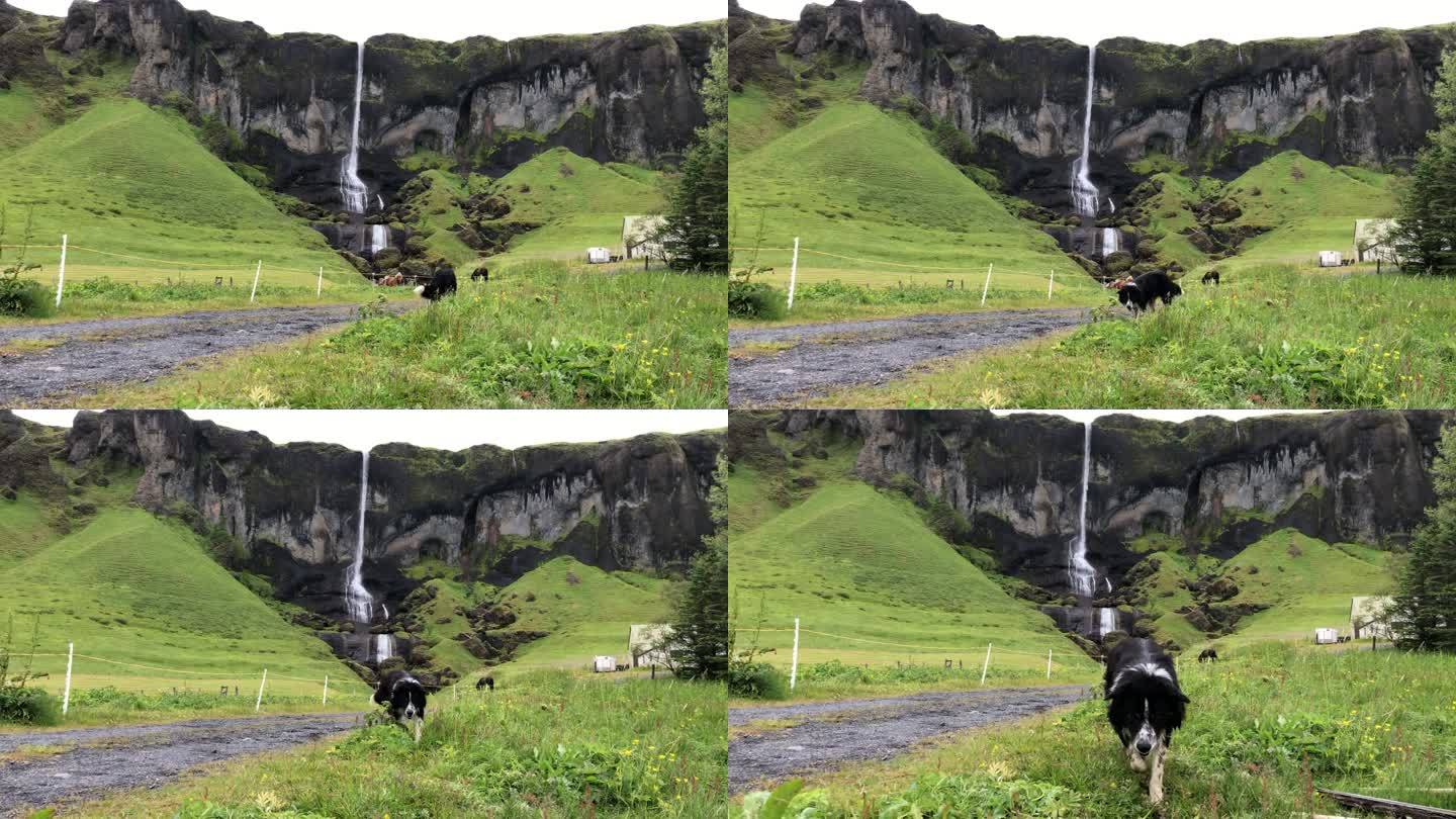 边境牧羊犬与冰岛马和瀑布一起接球冰岛