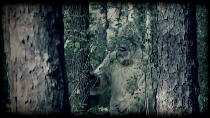 萨夸奇神秘发现模拟山林野外