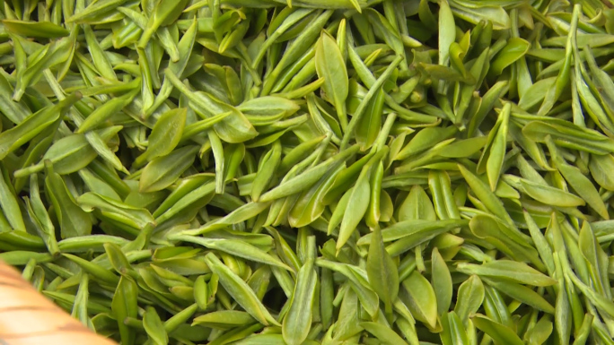 茶生产 工业 揉茶 茶田
