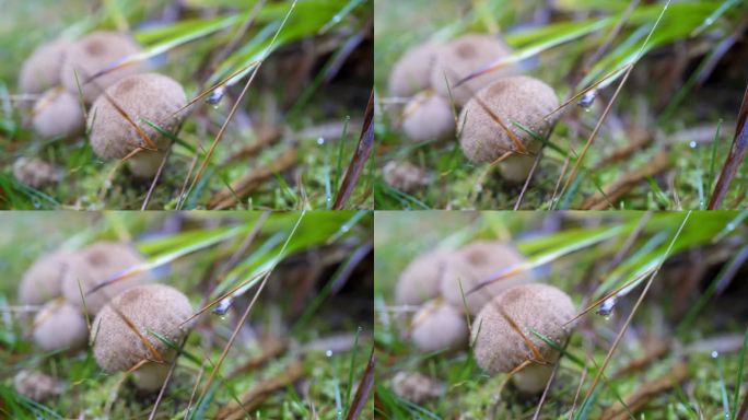 森林中生长的蘑菇的宏观照片