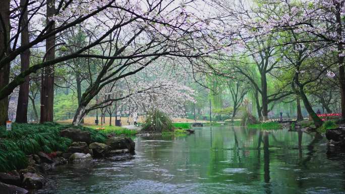 杭州西湖的春天系列
