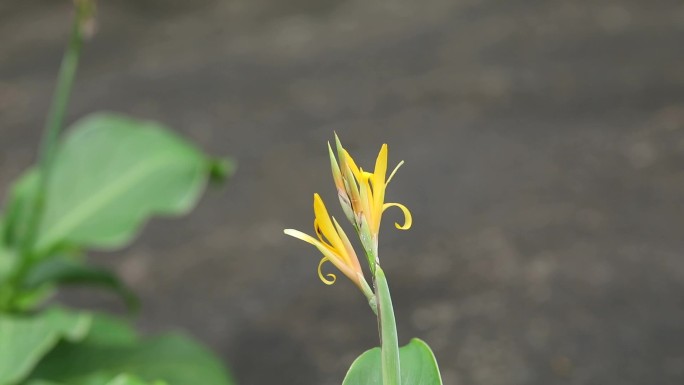 黄花美人蕉 花 植株