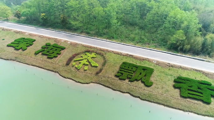 茶田 茶 种植 茶叶