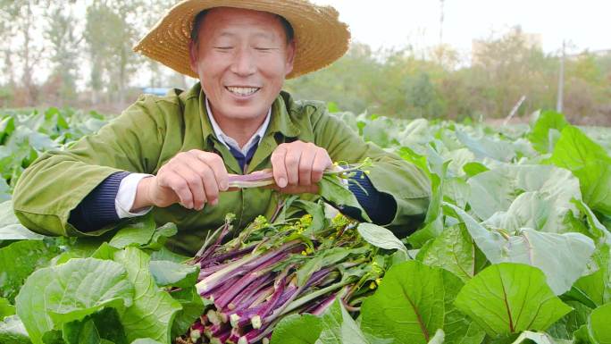 红菜苔产地