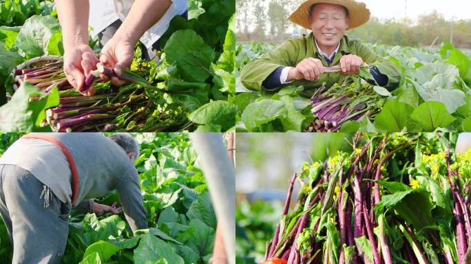 红菜苔产地