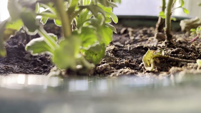 植物  花盆  种植