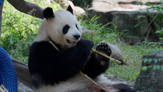 熊猫吃珠子