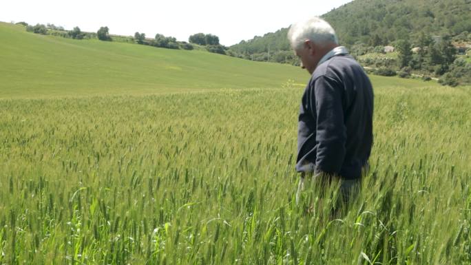 一位白发苍苍的高级农民看着他的小麦作物，拔出杂草