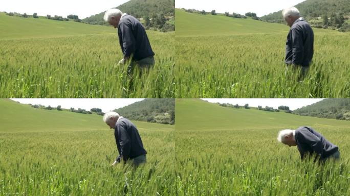 一位白发苍苍的高级农民看着他的小麦作物，拔出杂草