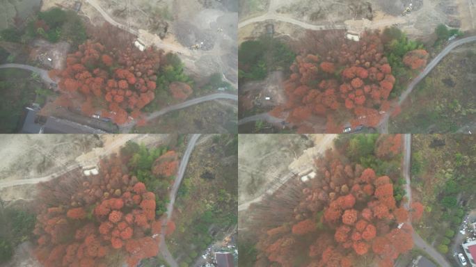 台州仙居谷坦水库水杉林DJI_0200