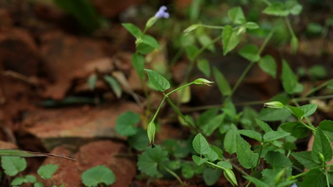 光叶蝴蝶草 花 植株