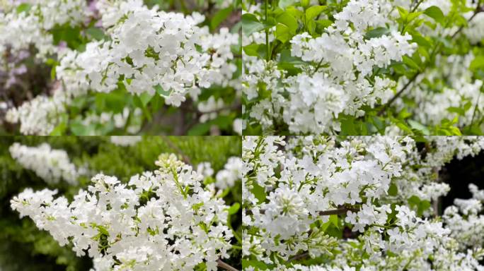 美丽多姿、丁香花、花视频素材 05