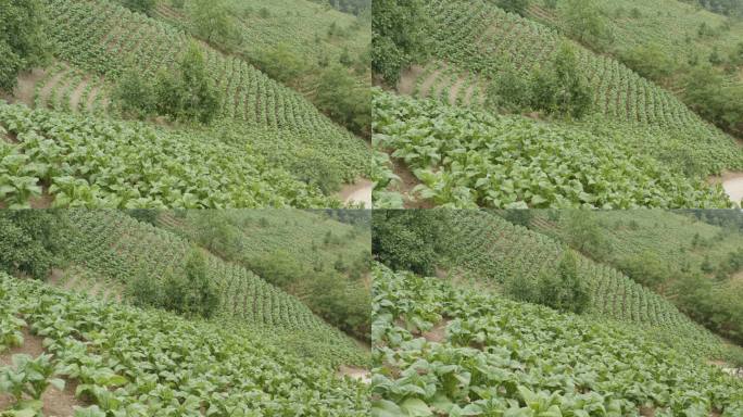 烟草田鸟瞰图中国烟草农田绿色生态种植园