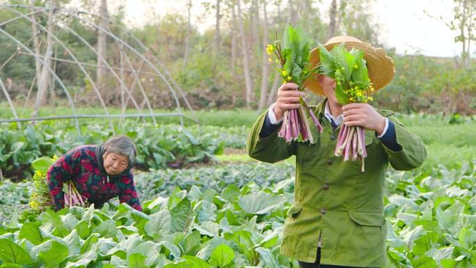 红菜苔产地