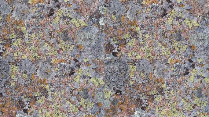 岩石表面有苔藓微型世界和微型生态系统，特写镜头