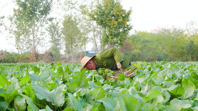 红菜苔产地