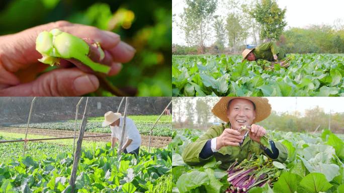 红菜苔产地