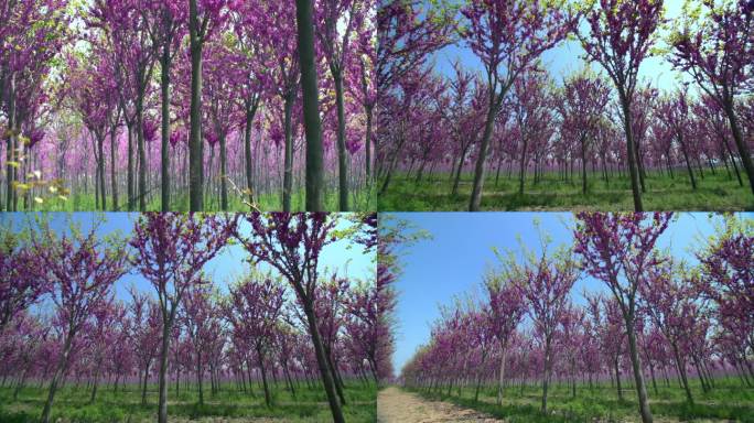 高清4K拍摄花木园林