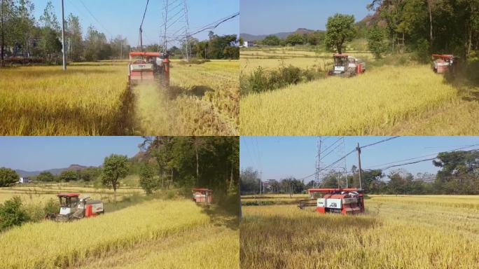 农业稻谷收割素材