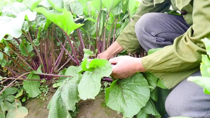 红菜苔产地