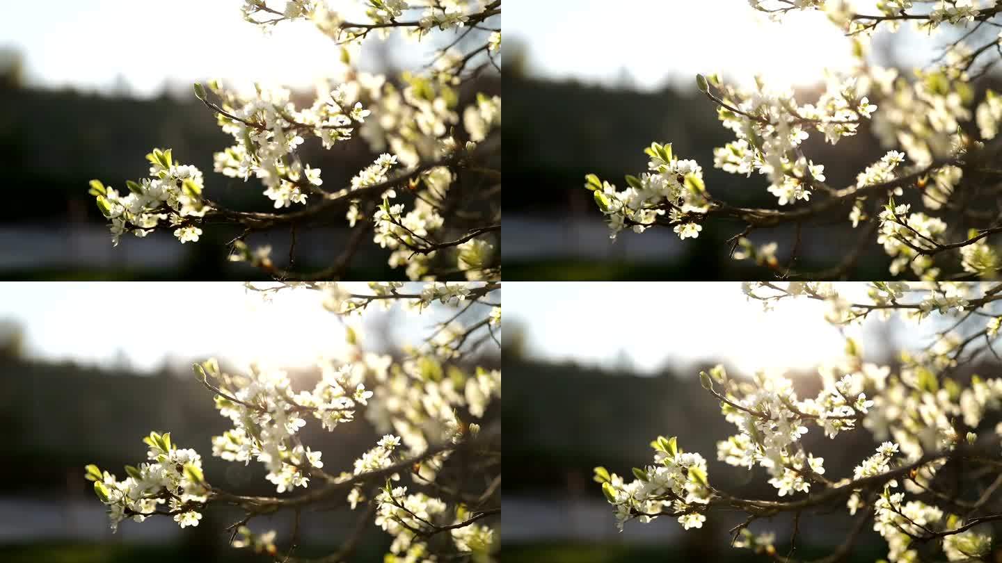 春天阳光明媚的梅花