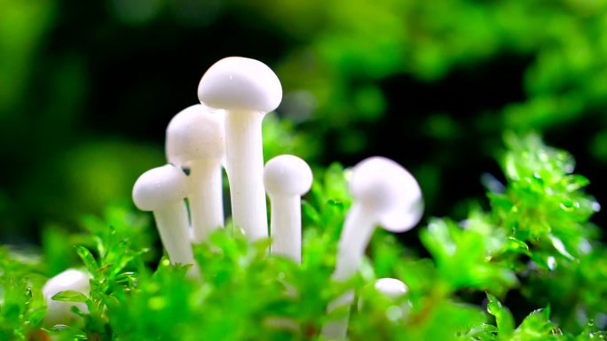 雨中的蘑菇雨后森林唯美生态生机勃勃