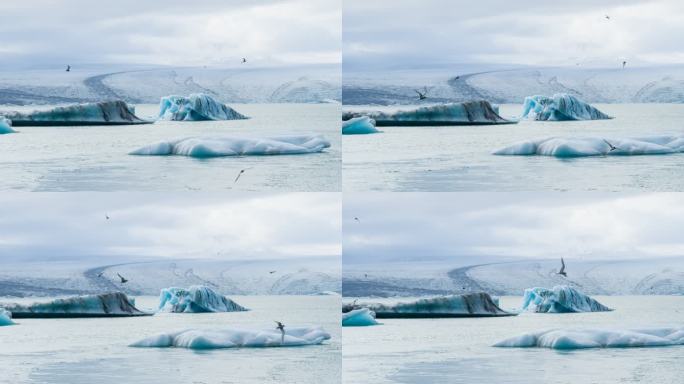 冰川湖上有冰山，鸟儿在飞翔