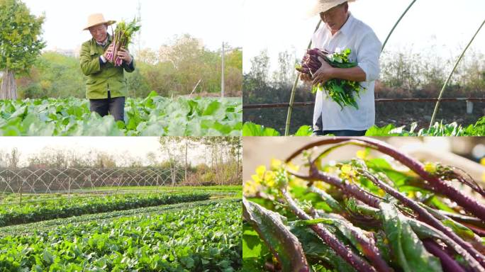 红菜苔产地