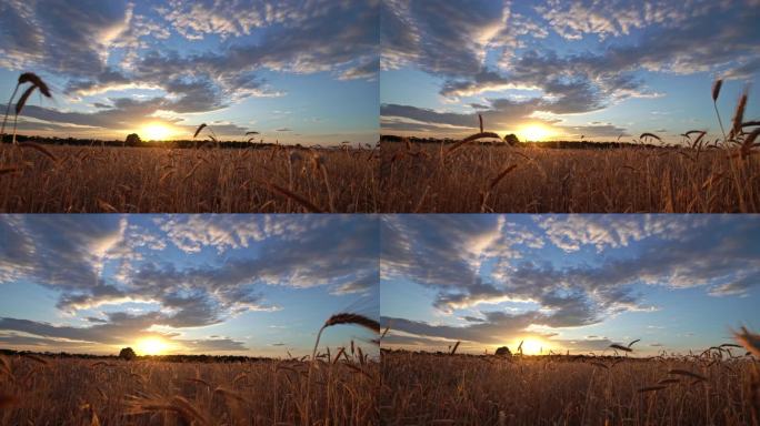 慢镜头：美丽日落下的麦田