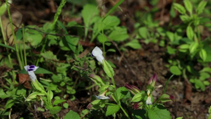 紫斑蝴蝶草 花 植株