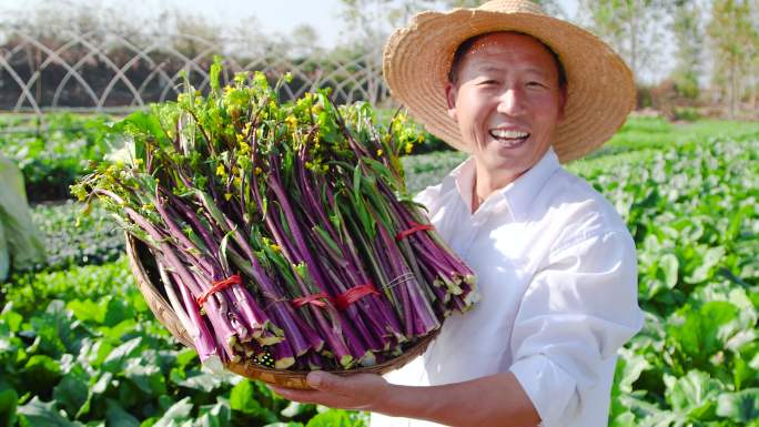 红菜苔产地