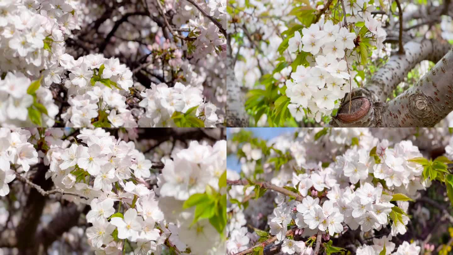 春色满园、梨花、鲜花盛开 01