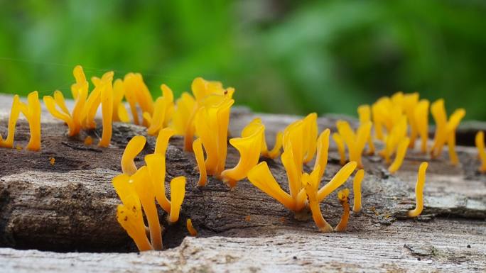 老木头上的蘑菇黄色真菌蘑菇朽木生长