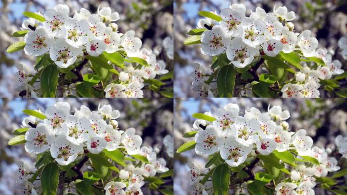 梨树开花风吹唯美白色梨花蜜蜂采蜜一枝花