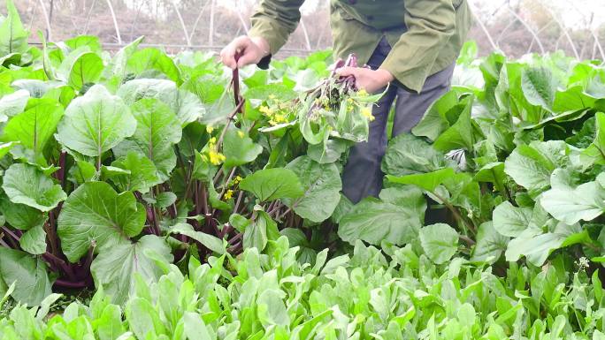 红菜苔产地