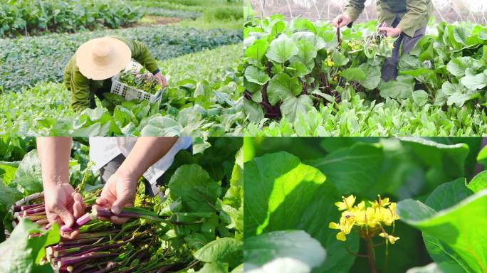 红菜苔产地