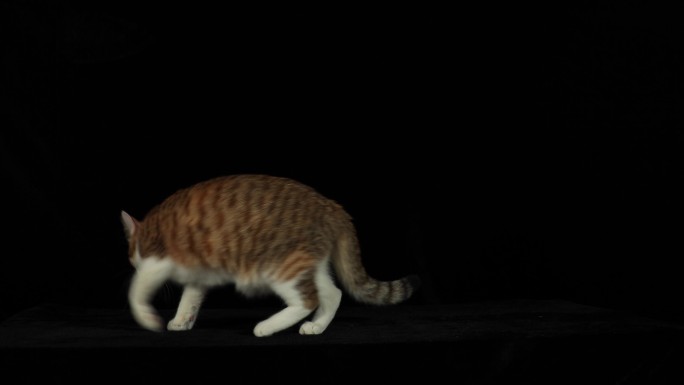 4K 中华田园猫 橘猫 狸花猫 黑色背景