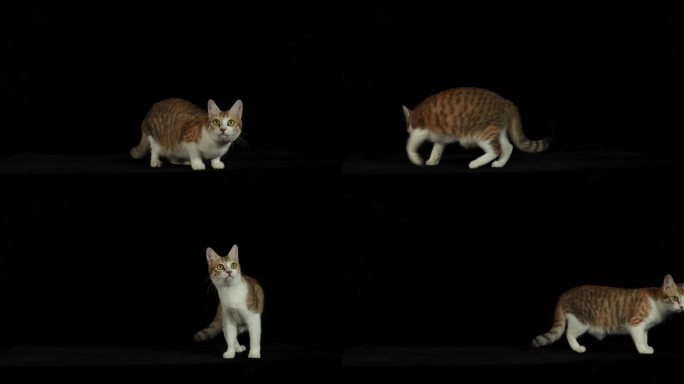 4K 中华田园猫 橘猫 狸花猫 黑色背景